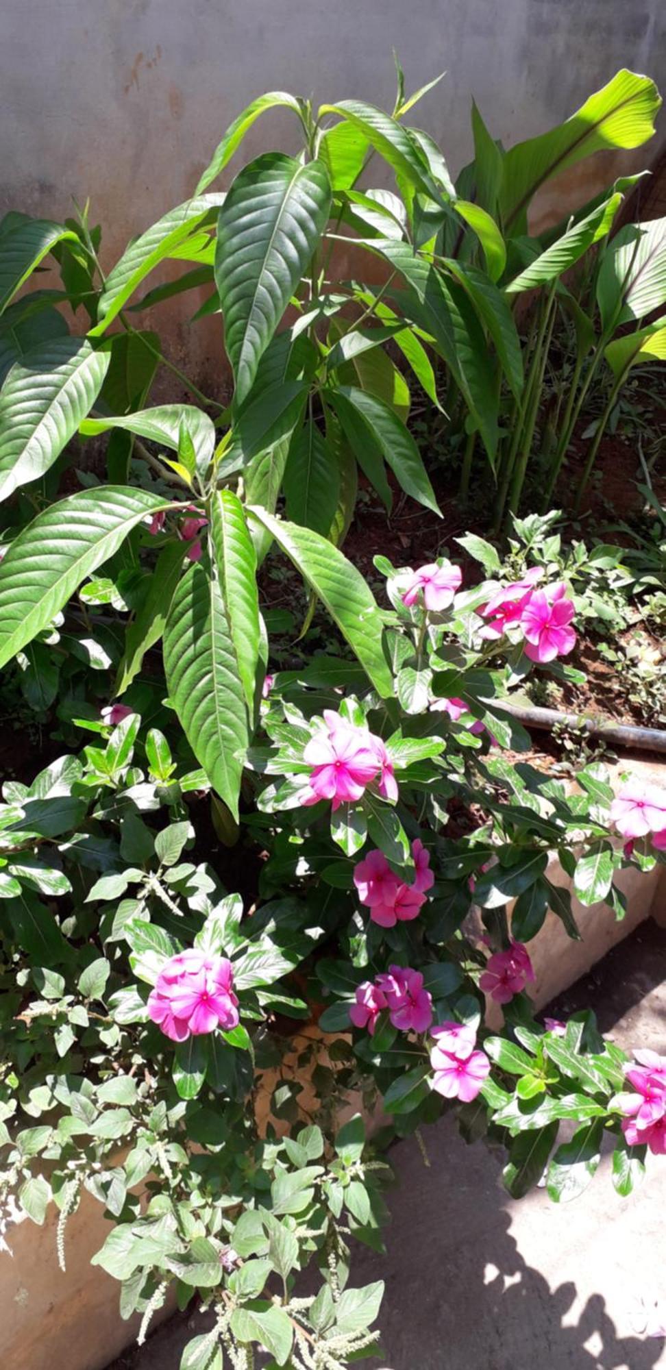 Spice Cottage Homestay Thekkady Exterior photo